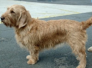 basset fauve de Bretagne